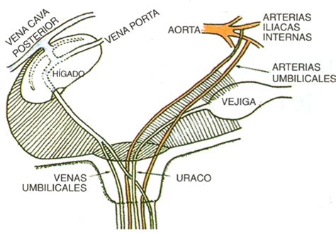 Corrección de Hernias Umbilicales por Técnica de Traslape BM Editores