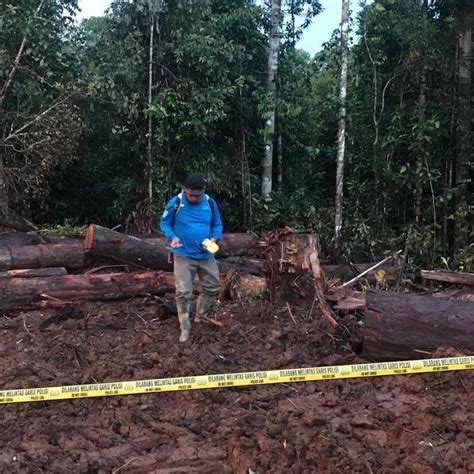 Polri Tetapkan Bos Dan Korporasi Tersangka Kasus Illegal Logging Di Kalteng