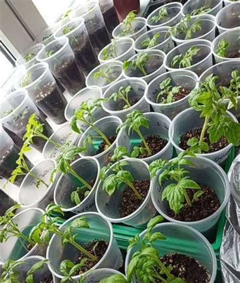 Рассада помидор томатов Ранняя пташка Москва | Растения | Festima.Ru ...