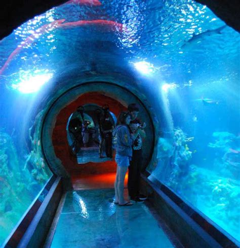 Sea Life Arizona Aquarium in Tempe AZ