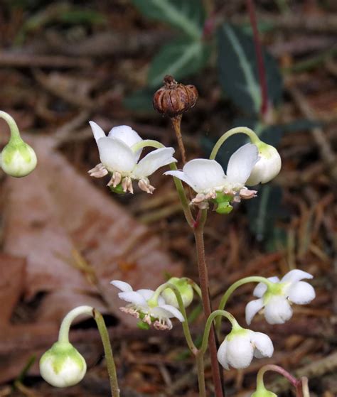 A Flower Blooms on the Cathedral Trail - Medford Leas Residents Association