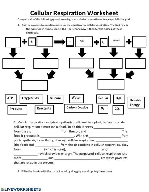 Overview Of Cellular Respiration Worksheets