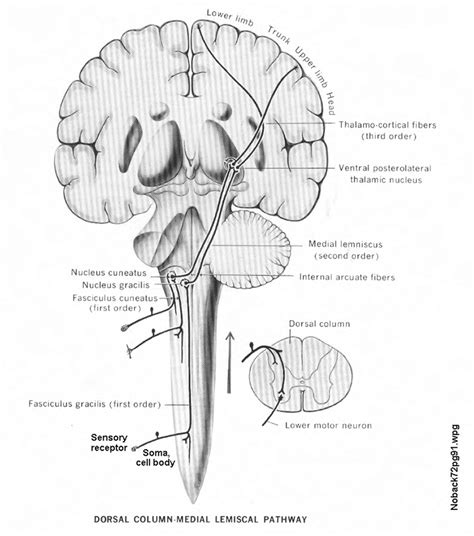 29 1 The Medial Lemniscus In Context Individual Stage 3 Somatosensory