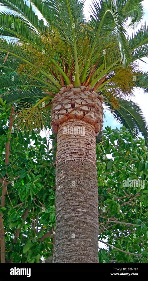 Isla Canaria De La Palma Datilera Phoenix Canariensis Detalle De