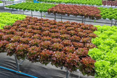 Planta Roja De La Ensalada De La Lechuga De Hojas De Lollo Rossa En