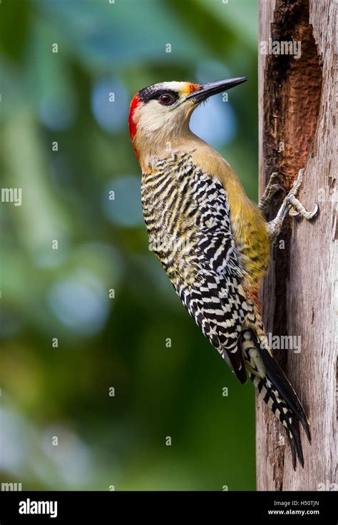 Cuban Green Woodpecker (Xiphidiopicus percussus Stock Photo - Alamy