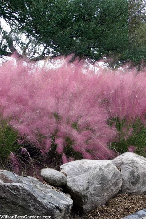 Muhlenbergia Capillaris Pink Muhly Grass