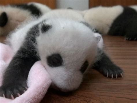 China: Cute baby pandas revealed to the world