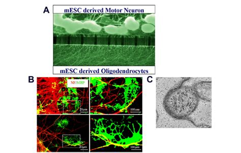 Myelination Of Mn Axons By Oligodendrocytes A Axons From Mescs