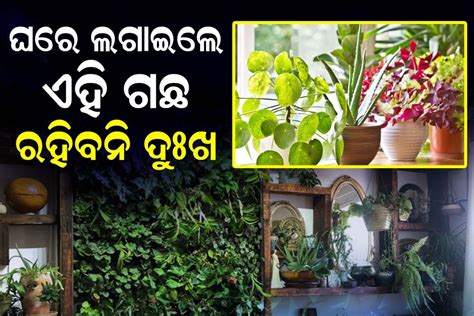 Vastu Tips ଘରେ ଲଗାନ୍ତୁ ଏହି ୫ଟି ଗଛ ଆଉ ରହିବନି ଟଙ୍କାର ଅଭାବ These Plants