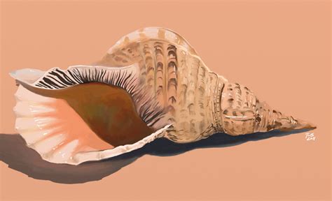 Conch Shell Drawings Free Conch Shell Drawing Download Free Conch