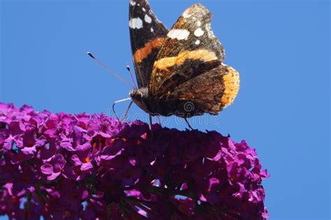 Almirante Del Atalanta De Vanesa De La Mariposa Foto De Archivo