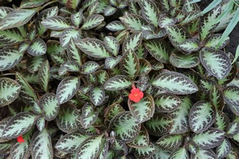 Photo Of The Entire Plant Of Flame Violet Episcia Cupreata Posted By