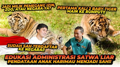 Kedua Anak Harimau Sudah Sah Terdaftar Di Negara Menjadi Milik Negara