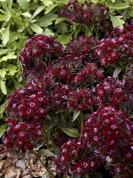 Illet Barbu Illet Du Po Te Nigrescens Black Adder Dianthus