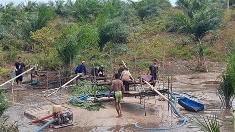 Menambang Timah Di Perkebunan Pt Gsbl Orang Diamankan Petugas