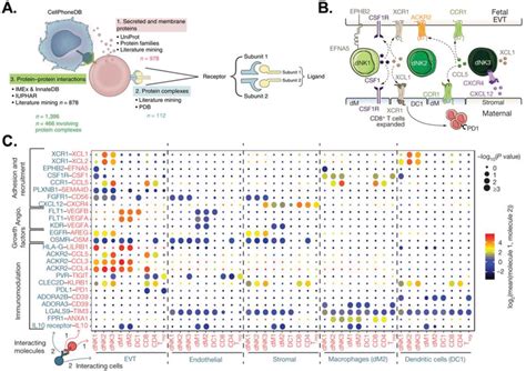 Inferred Cellcell Signaling Through Ligandreceptor Interaction Download Scientific Diagram