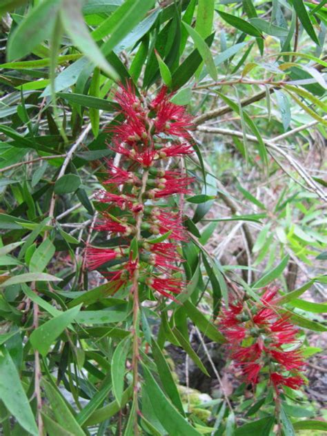 Callistemon Ventnor Botanical Gardens On The Isle Of Wight Leonora