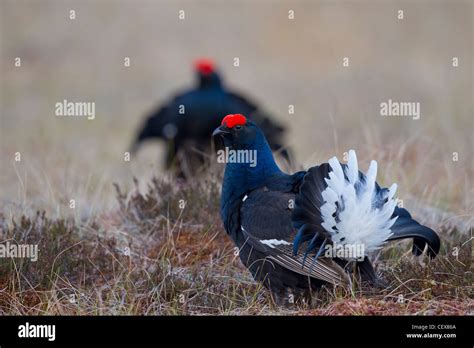 Black Grouse Lyrurus Tetrix Tetrao Tetrix Two Cocks Displaying At