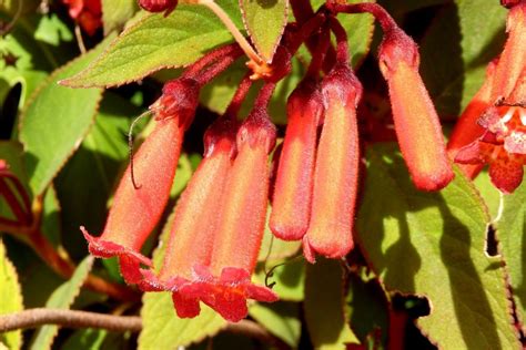 8 Stunning Red Flowering Shrubs Harpers Nurseries