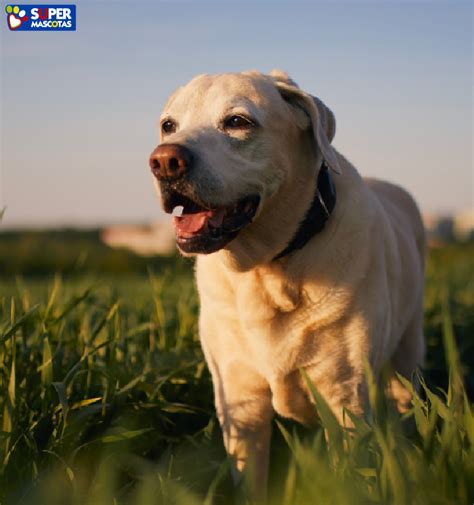 Cuánto vive un perro Descúbrelo aquí