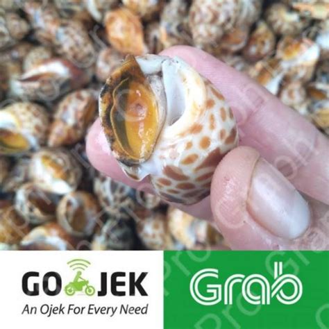 Jual Keong Macan Konsumsi Seafood Segar Shopee Indonesia