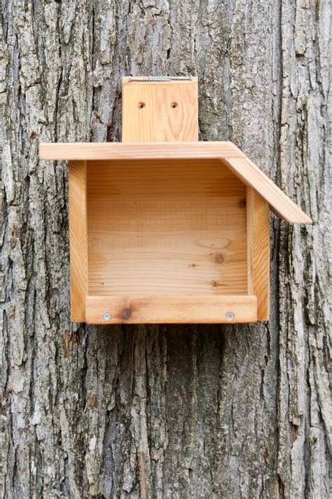 American Robin Cedar Nest Box Etsy