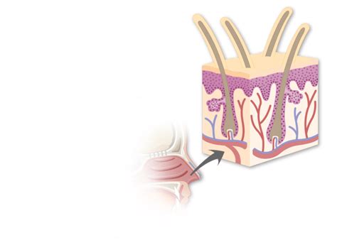 Nasal vestibule: anatomy and labeled diagram | GetBodySmart