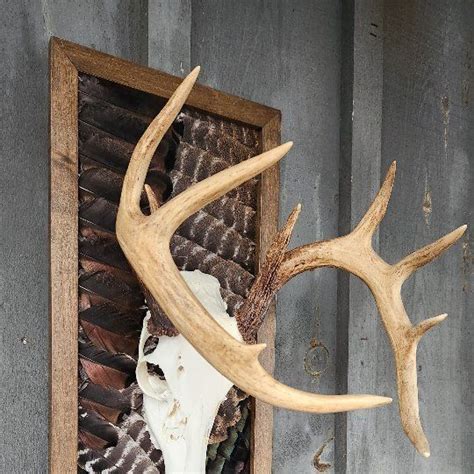 Deer Skull Wall Mount