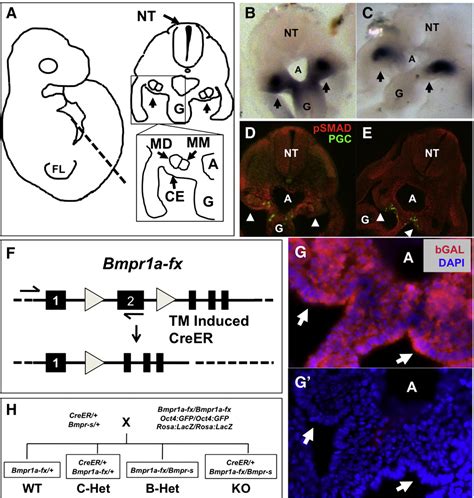 Figure 1 From Bmp Signaling Controls Formation Of A Primordial Germ