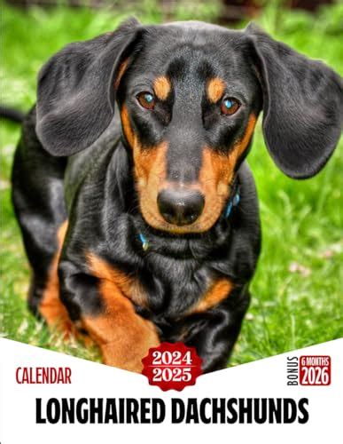 Longhaired Dachshunds Calendar 2024 2025 Three Years Calendar 30