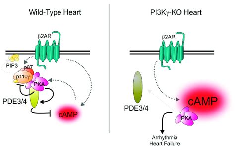 Regulation Of Pde3 And Pde4 By The Akap Function Of Pi3kγ Left Panel