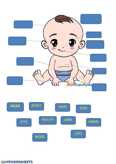 Parts Of A Body Worksheet Live Worksheets