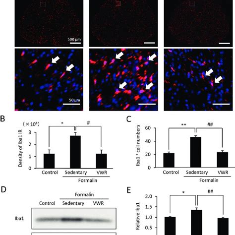 The Protein Expression Levels Of Trkb And Bdnf In The Spinal Cord On