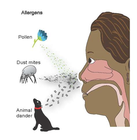 Allergic Rhinitis Or Hayfever European Lung Foundation