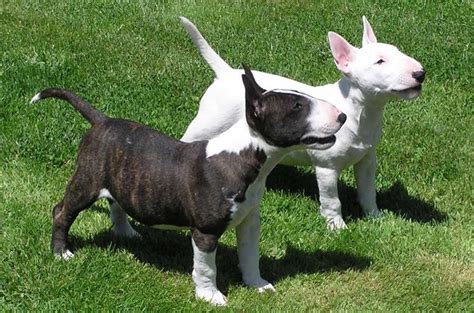 Miniature Bull Terrier Dog Breeders Guide