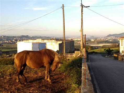 Animals In Spain