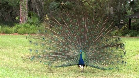 Peacocks Of St Augustine Florida Youtube