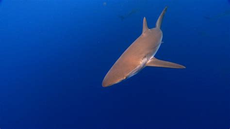 Silky Shark | Sharkwater Extinction