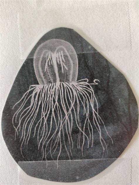 zoology - Help with jellyfish species identification - Biology Stack Exchange