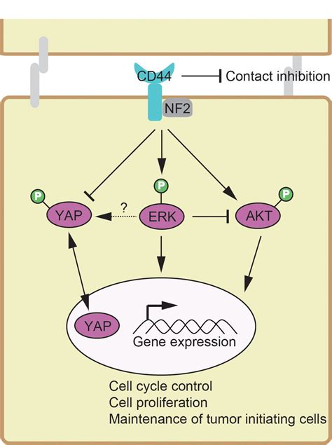 Erk Signaling Pathway