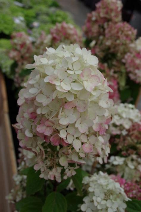 Hydrangea Paniculata Diamond Rouge Rendia Pluimhortensia