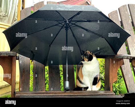 Kitten In The Rain Hi Res Stock Photography And Images Alamy