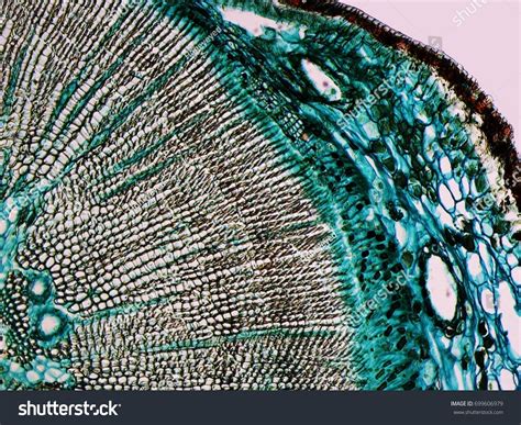 Cross Section Of Pine Wood