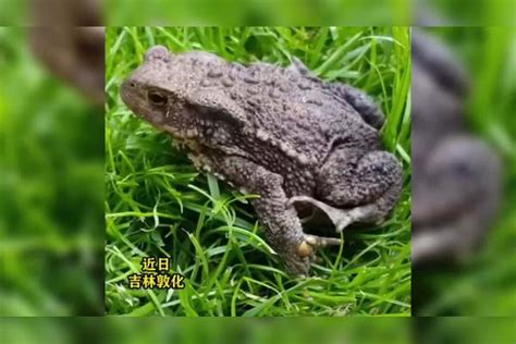 吉林一男子猎捕520余只中华蟾蜍被起诉，涉嫌非法狩猎被刑拘蟾蜍中华非法