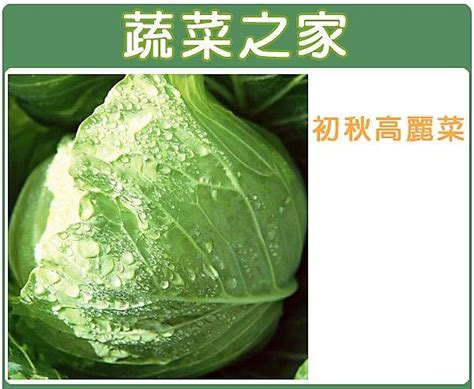 【蔬菜之家滿額免運00b01】大包裝初秋高麗菜種子7克約1100顆梨山品種 露天市集 全台最大的網路購物市集