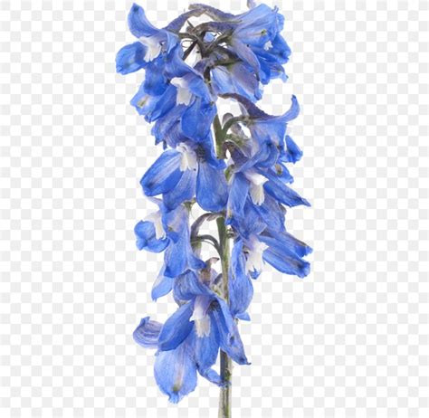 Larkspur Flower Stock Photography Clip Art Png X Px Larkspur