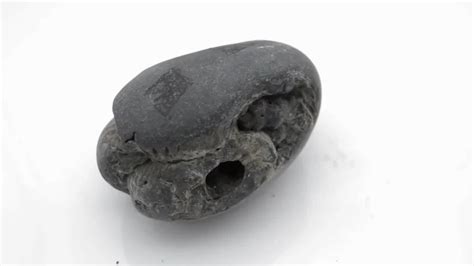 Original Laxmi Narayan Shaligram Shila Origin From Nepal Gandaki River