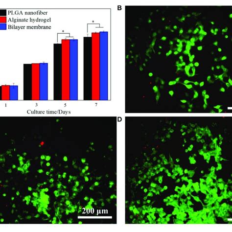 Cells Viability And Proliferation A CCK 8 Assay Of L929 Cells