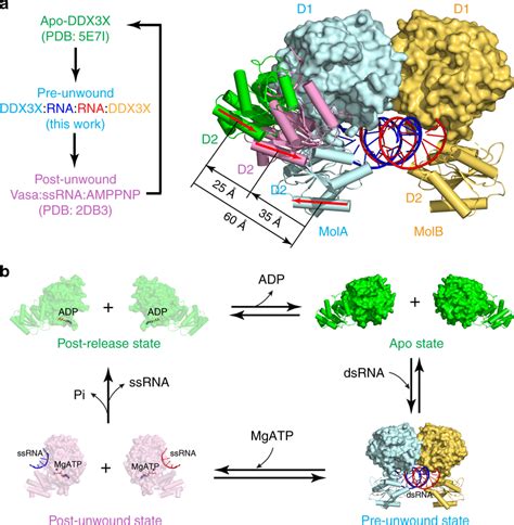 Unwinding Of Double Stranded Rna Dsrna By Dead Box Helicases A